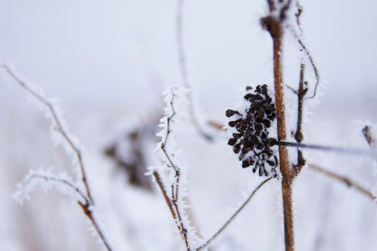 Raisin glacé en hiver